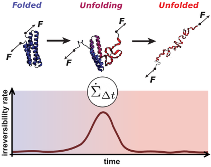 Unfolding of a mechanosensitive protein under force and the associated irreversibility rate